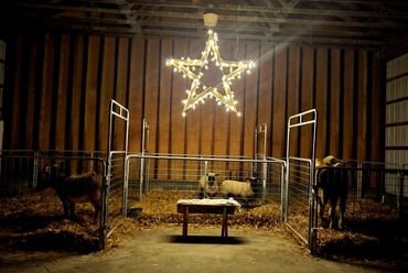 Illuminated star light hangs above farm animals in a barn.