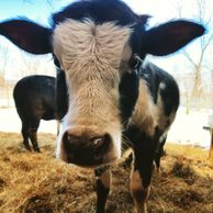 Close up of a Micro Mini Cow