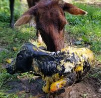 First time Mini Cow Mom Dorothy cleaning her beautiful new Mini Heifer Calf, Venetia,