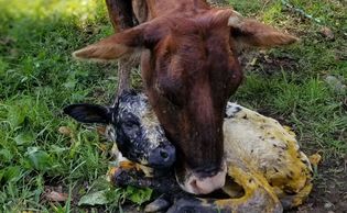 Mini cow rubs her face against the face of her new born calf.