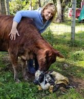 New born mini calf being licked by its mother.