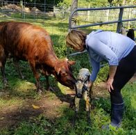 New born mini calf trying to take it's first steps with its mother and a woman farmer helping out.