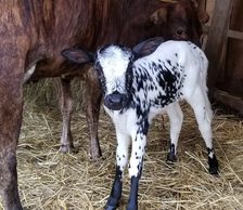 One month old mini cow with mother cow in barn.