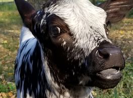 Close up of young mini heifer's face.