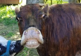 Mini cow smiling at camera.