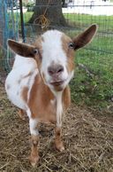 Close up of Nigerian Dwarf Goat's face.