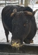 Western Heritage Mini Cow eating grain.