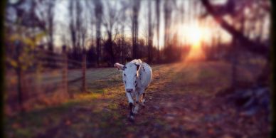 Miniature cow walking in pasture at sundown.