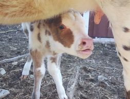 Newborn mini calf starting to nurse.