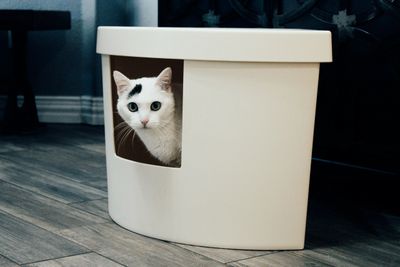 Senior Cat Litter Box
