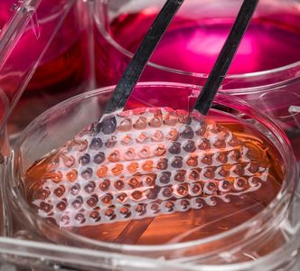 microwells, micro-wells, organoids, spheroids, 3D Cell Culture