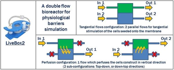 Double flow bioreactors for Attached cell culture models