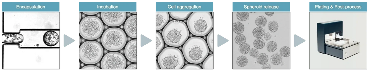 High-throughput homogeneous spheroids