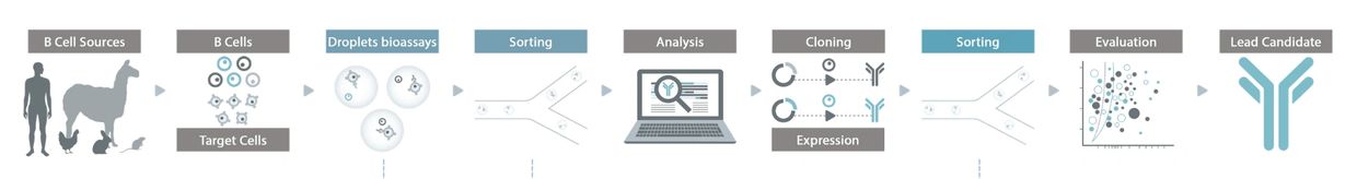 High-throughput Antibody Discovery