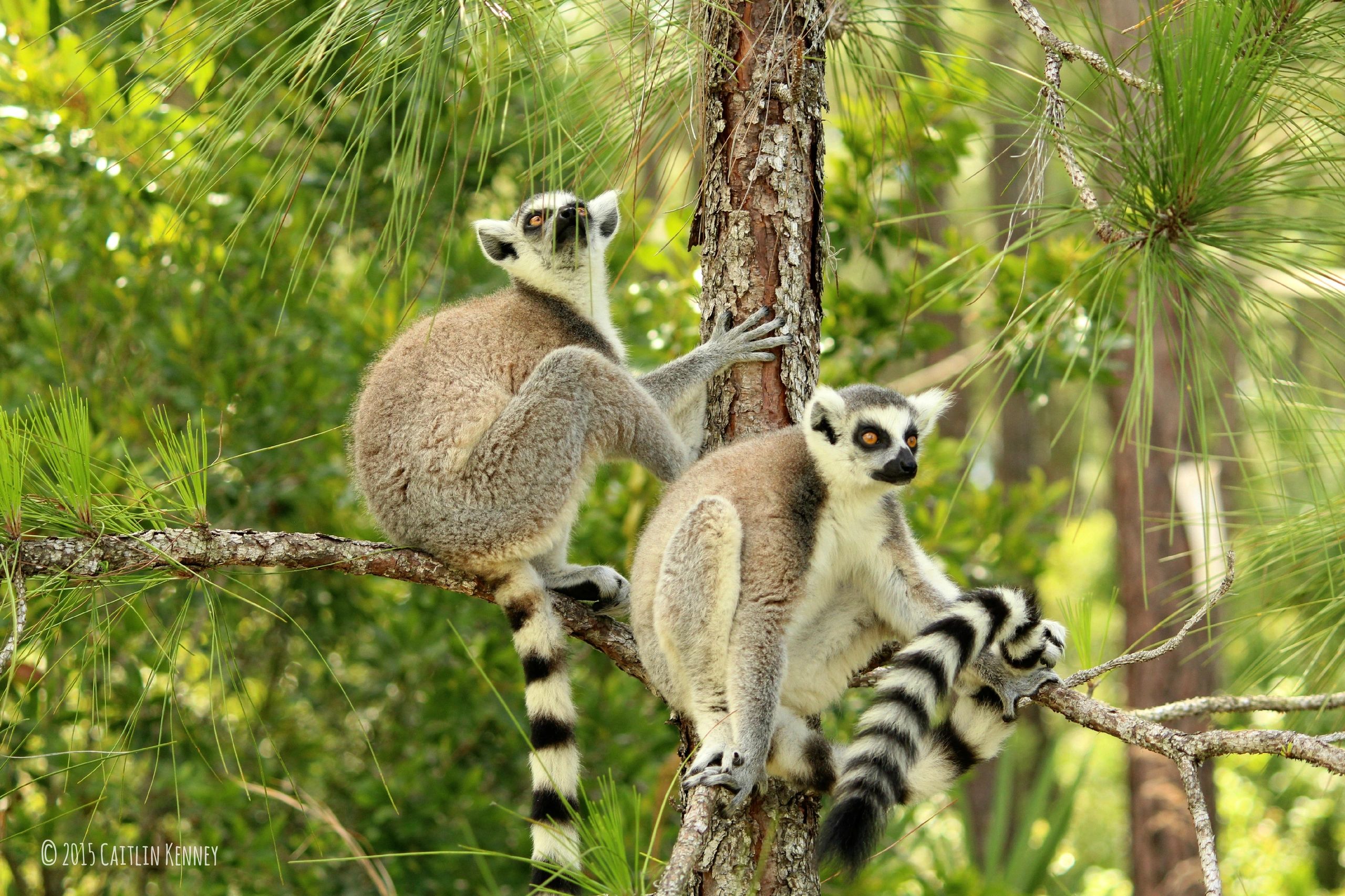 Shop | The Lemur Conservation Foundation Gift Shop