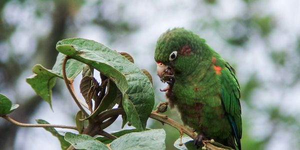 Santa Marta Parakeet by Nick Athanas Taken on 11/ 2/2007, License CC BY-NC-SA 2.0 (Flickr.com)