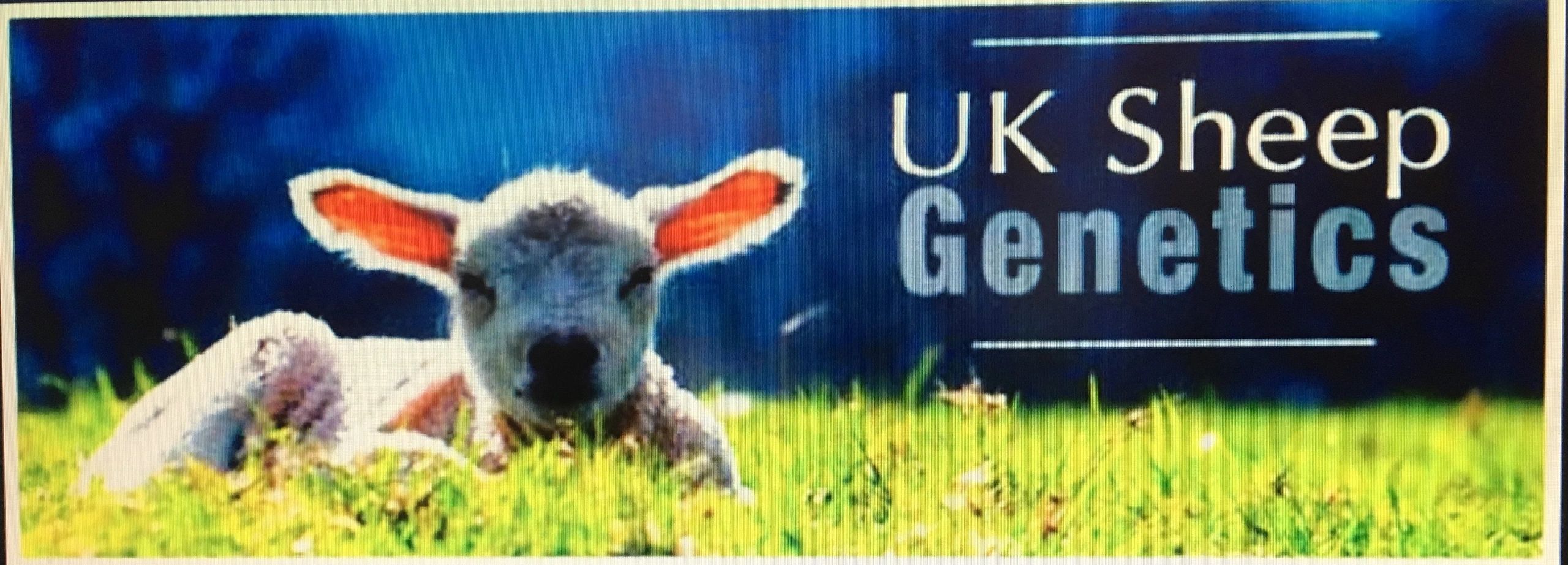 UK SHEEP