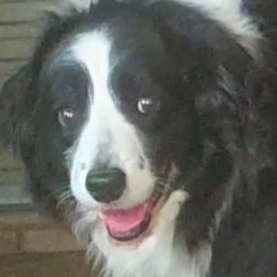 This is Riley a dog who underwent a Canine Massage treatment