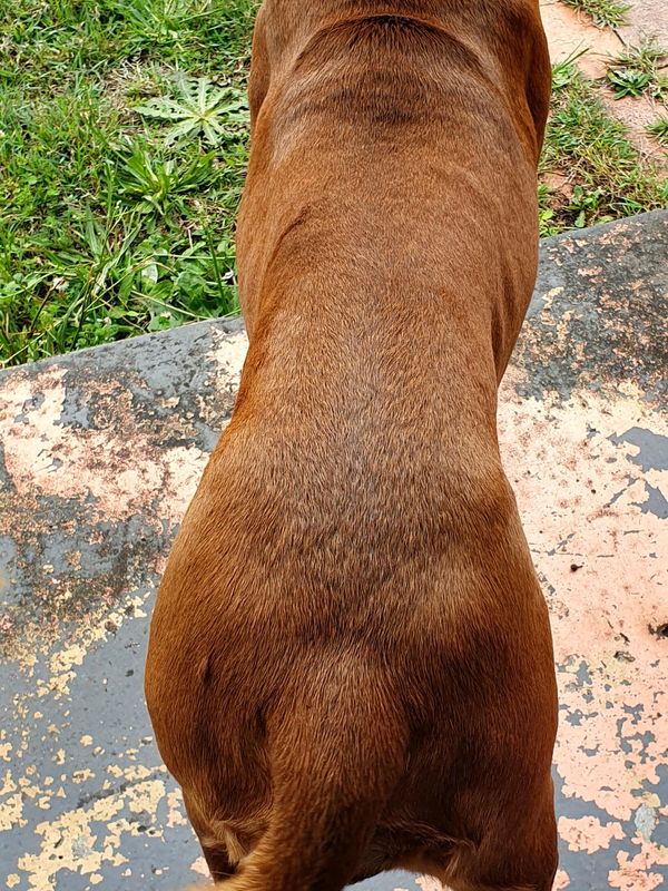 Treatment 3 - Session 3 of completing Canine Massage on Laila