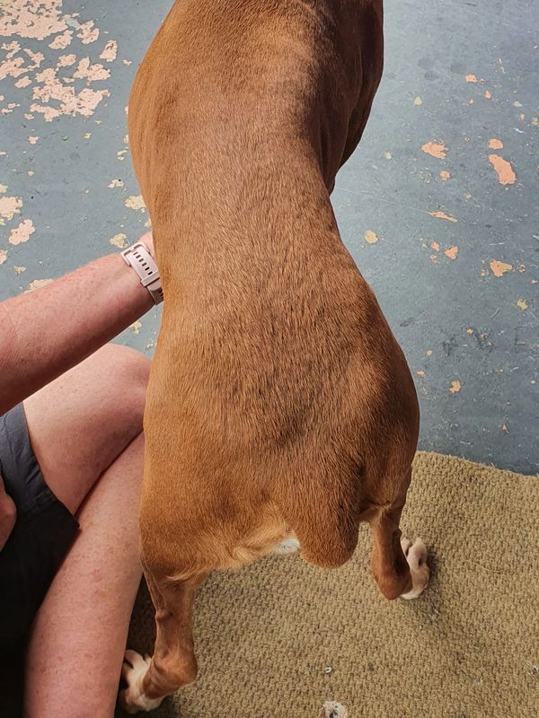 Treatment 1 - Session 1 of 3 of Canine Massage