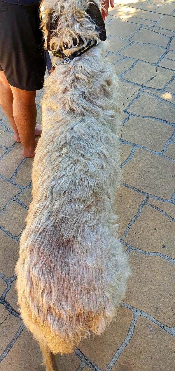 Treatment 1 of 3 - Kingston first Canine Massage
