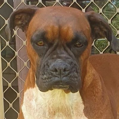 This is Laila a dog who is underwent a Canine Massage treatment