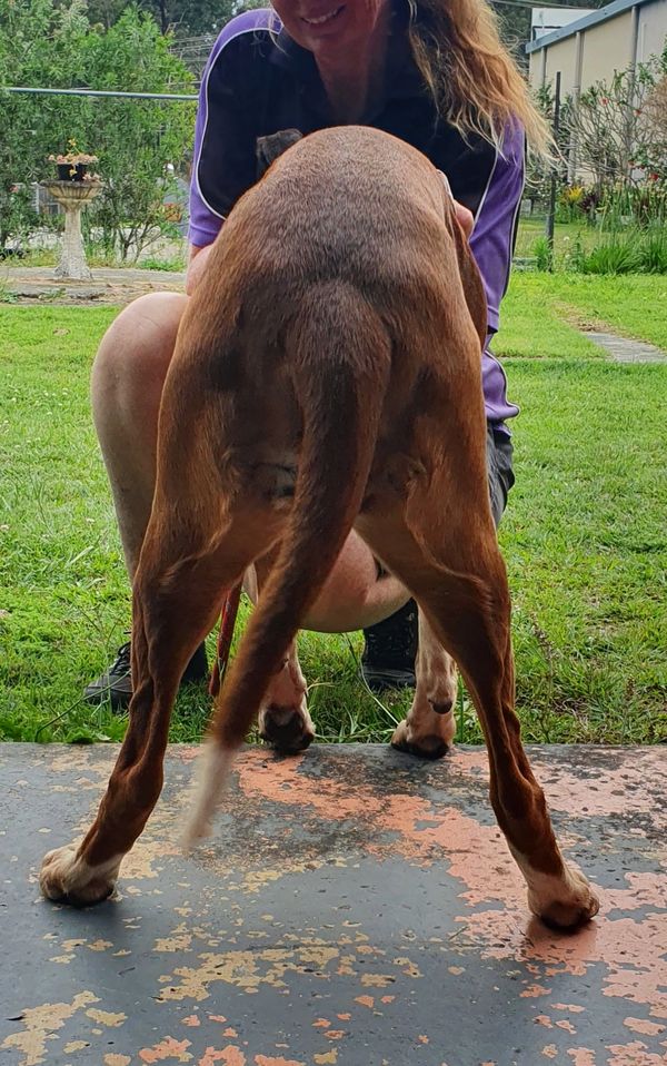 Treatment 1 - Session 1 of 3 the backend of Laila before completing Canine Massage