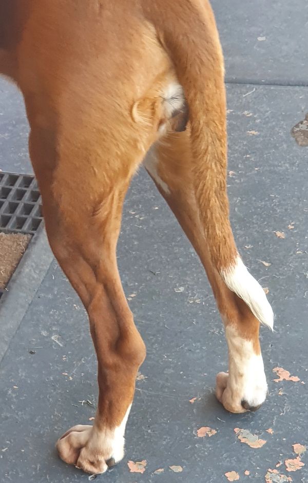 Treatment 3 - Session 3 of 3 Canine Massage