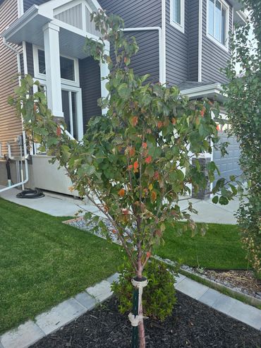 Princess Kay Plum tree, front yard home in Meadowview Leduc.
