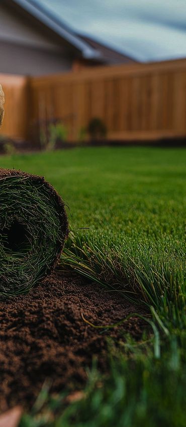 Roll of.sod abd fresh laid sod