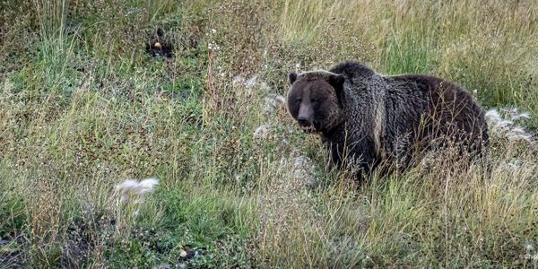 Grizzly Bear... this massive grizzly was the 33rd bear spotted by Grubb this season: 2021.