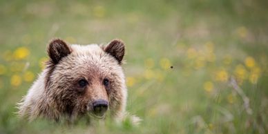 Grizzly bear, bear, wildlife, outdoors, travel, experiences