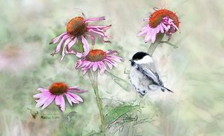 digital art, chickadee, coneflower, photoshop, layers