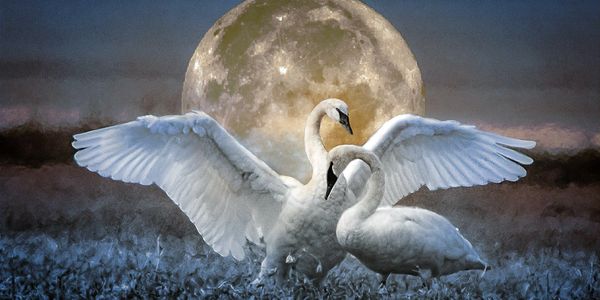 Moon Lovers, trumpeter swans, moon, love