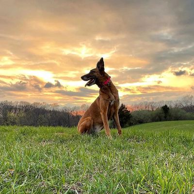 Dog sitting on grassy field during a vibrant sunset.