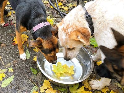 Three dogs curiously looking into a bowl with leaves indoors.
