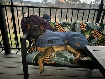 A dog sleeping on the outdoor couch