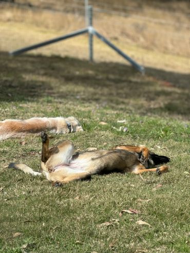 Dogs sunning themselves