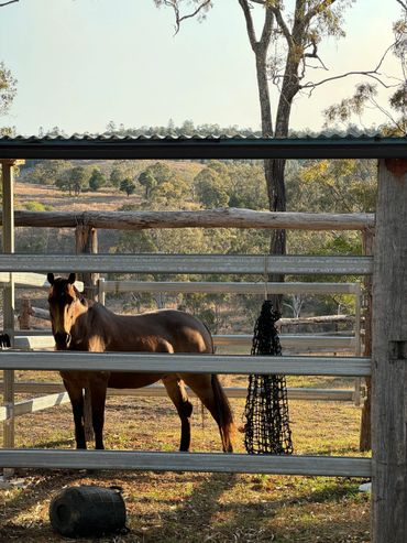 A horse in a covered day-yard
