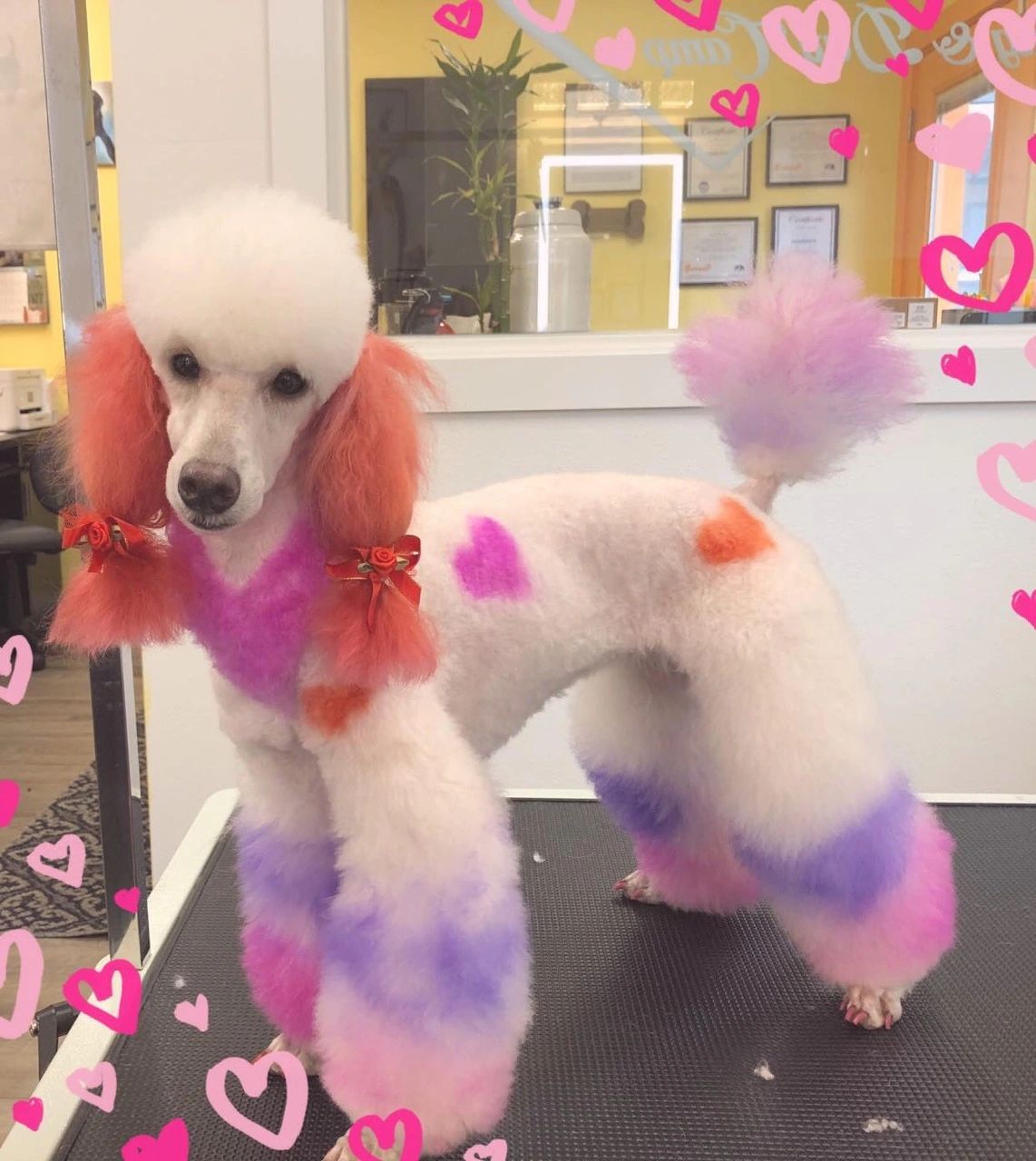 Happy Paws Dog Grooming, Dog Grooming, Pet Groomer, Pet Care