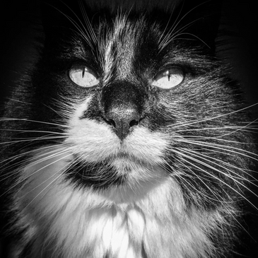 black and white cat