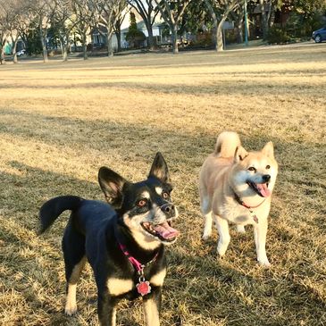 two dogs in a field
