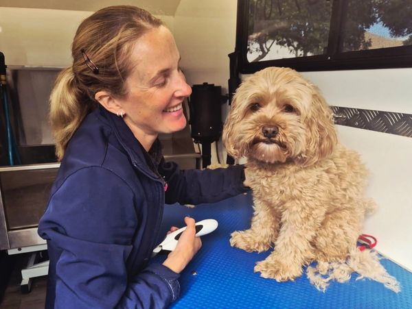 A dog on a grooming table with the groomer sitting next to them.