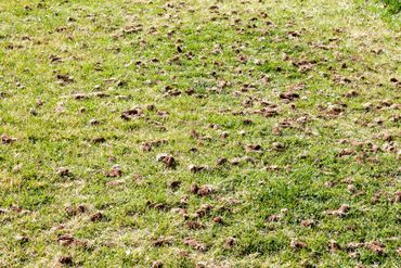 Lawn Aeration After