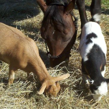 Hope our rescue Horse loves her Goats !