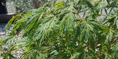 Viridis Weeping Japanese Maple