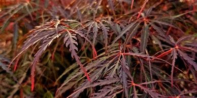 Red Dragon Weeping Japanese Maple