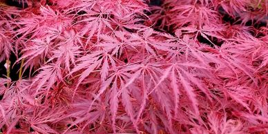 Crimson Queen Weeping Japanese Maple