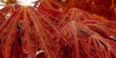 Tamukeyama Weeping Japanese Maple