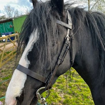 Close-up of a black horse with a white stripe on its face wearing a bridle.